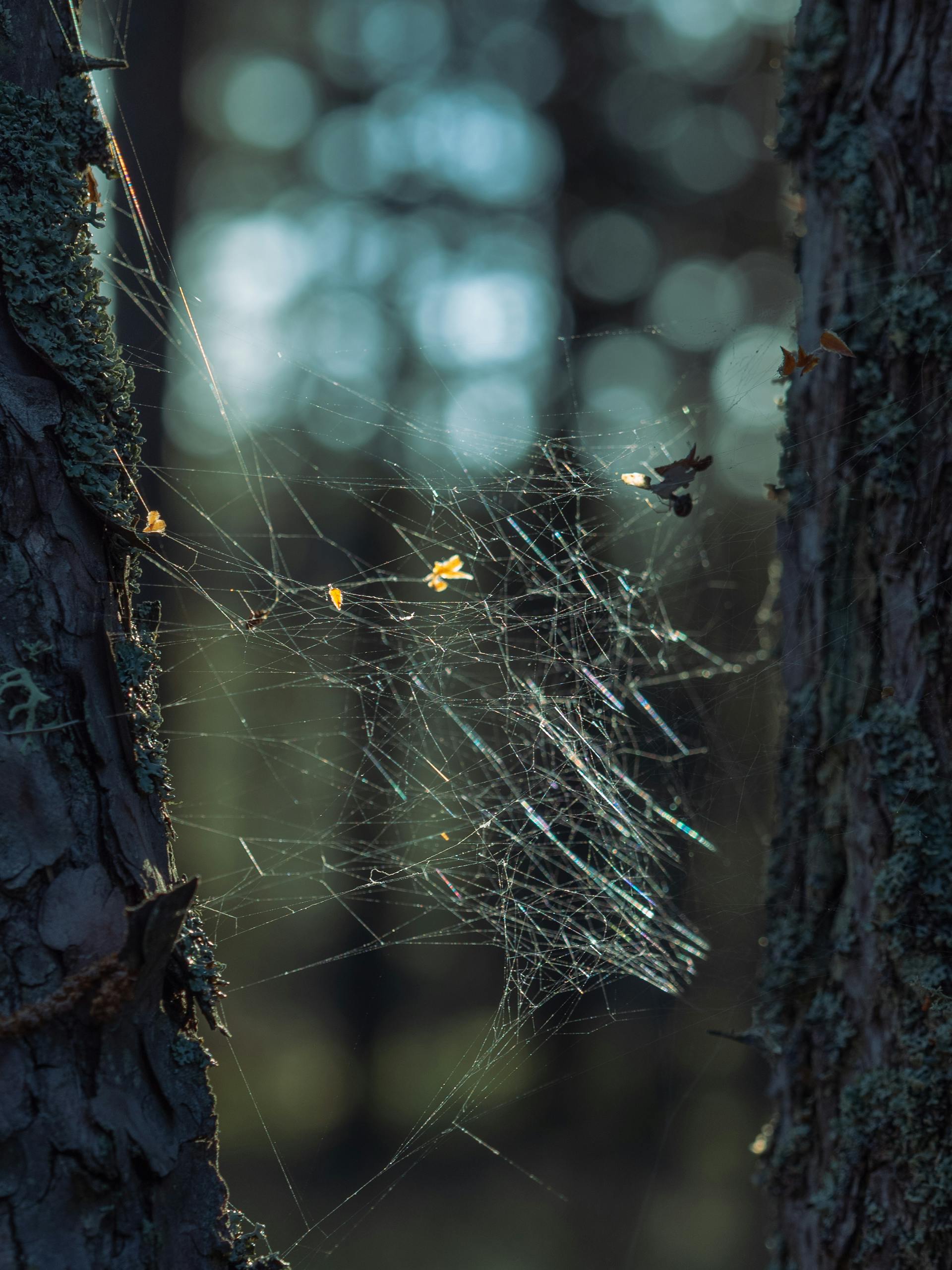 Mystical forest setting showcasing a spiderweb glistening between tree trunks, illuminated by soft light.